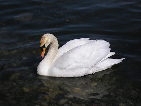 Foto Höckerschwan